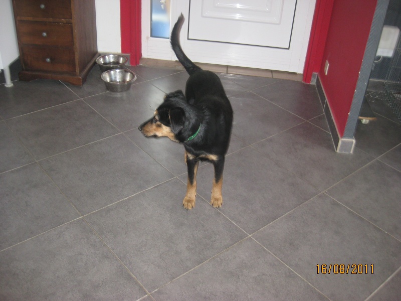 KASSIOPEE, X beauceron, 5 mois  placer Kassio37