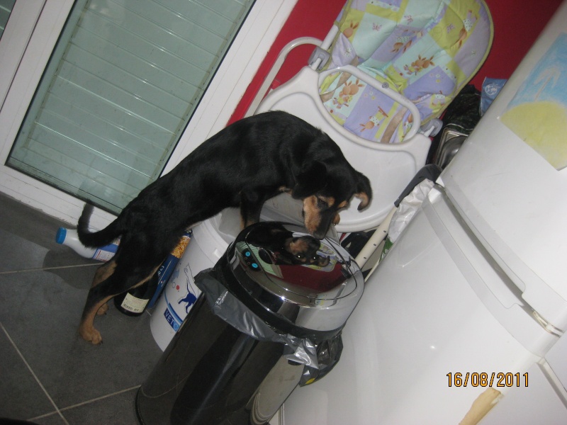 KASSIOPEE, X beauceron, 5 mois  placer Kassio38