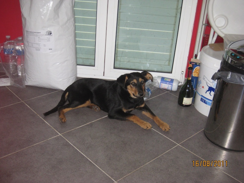 KASSIOPEE, X beauceron, 5 mois  placer Kassio39