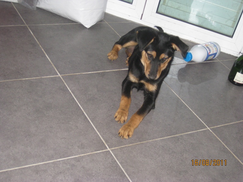 KASSIOPEE, X beauceron, 5 mois  placer Kassio40