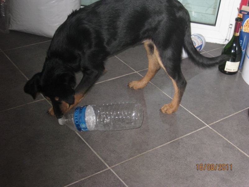KASSIOPEE, X beauceron, 5 mois  placer Kassio41