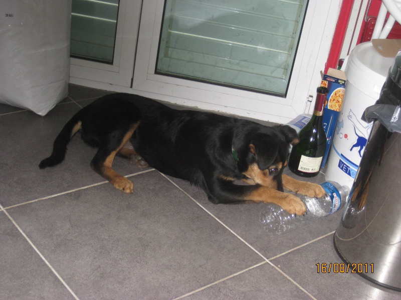 KASSIOPEE, X beauceron, 5 mois  placer Kassio42