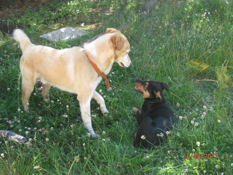 KASSIOPEE, X beauceron, 5 mois  placer Kassio45