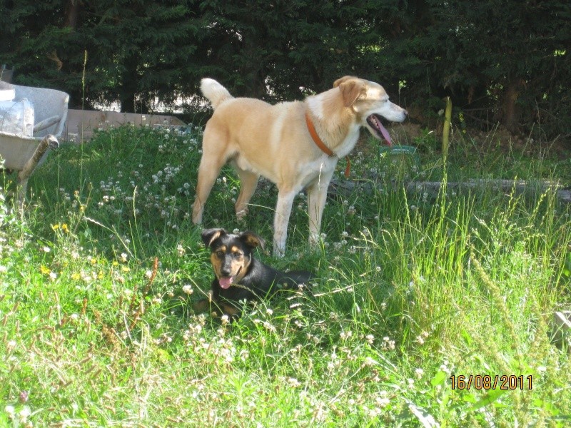 KASSIOPEE, X beauceron, 5 mois  placer Kassio46
