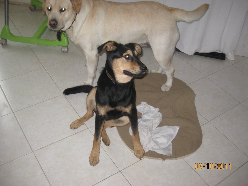 KASSIOPEE, X beauceron, 5 mois  placer Kassio71