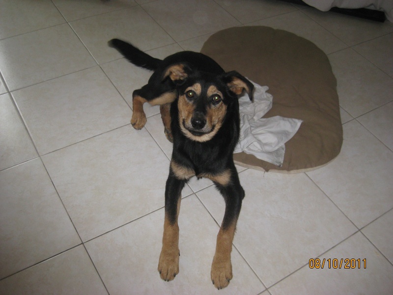 KASSIOPEE, X beauceron, 5 mois  placer Kassio72