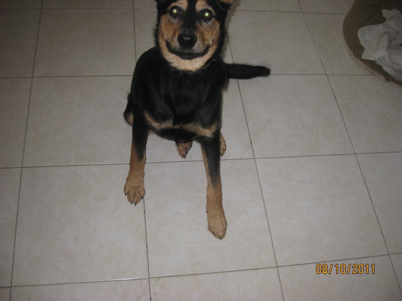 KASSIOPEE, X beauceron, 5 mois  placer Kassio73