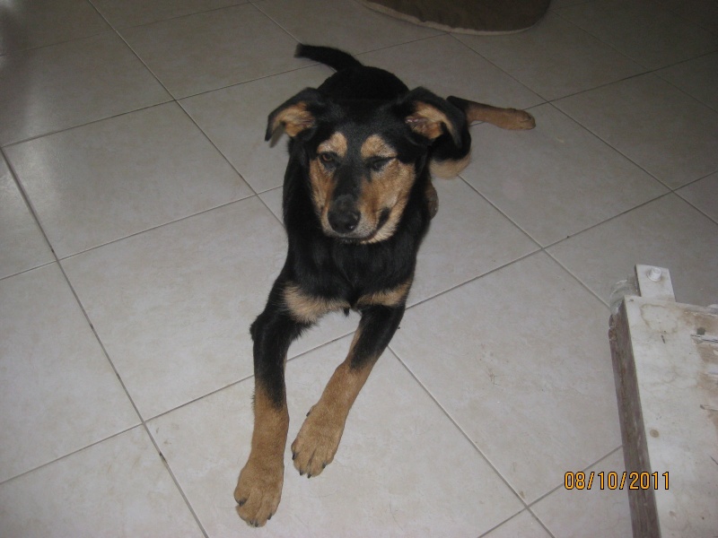 KASSIOPEE, X beauceron, 5 mois  placer Kassio74