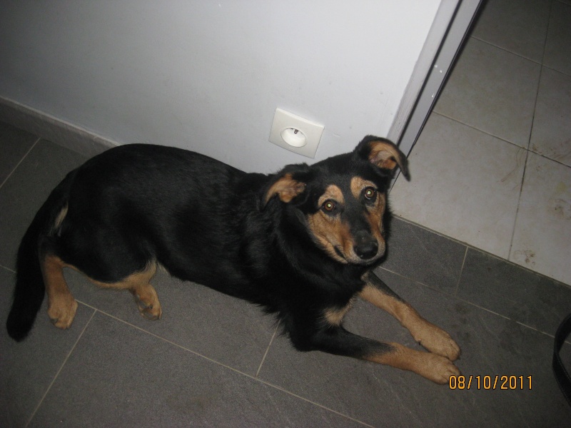 KASSIOPEE, X beauceron, 5 mois  placer Kassio75