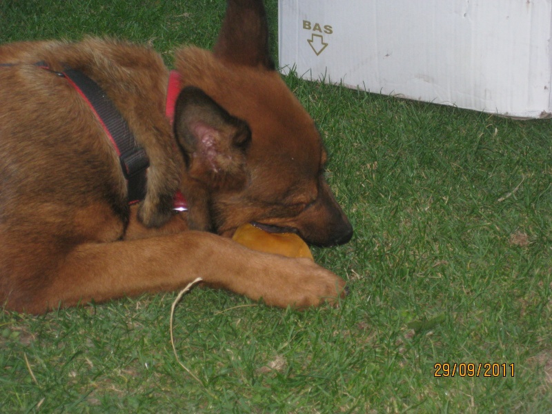 X malinois 8 mois  l'adoption (77) Pablo_15