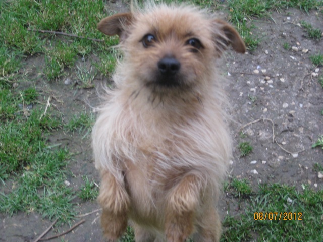 BOX P15 - ROUCKY/ OSCAR - CROISE CAIRN TERRIER MALE 4 ANS (77) - R -SC-F-  VV  LBC Roucky18