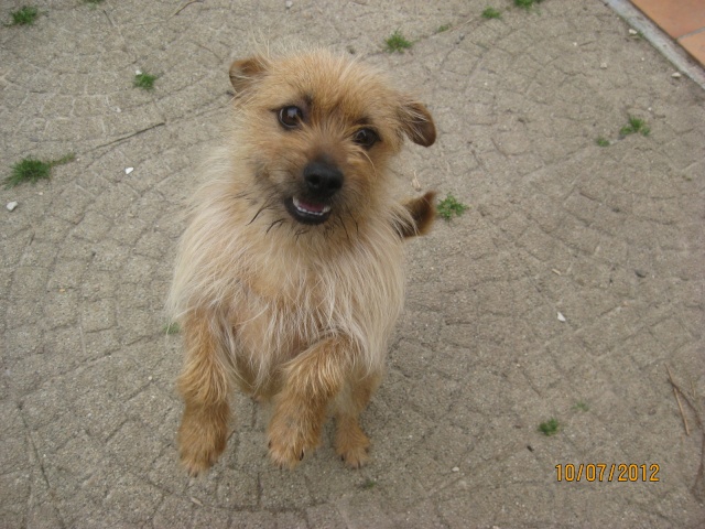 BOX P15 - ROUCKY/ OSCAR - CROISE CAIRN TERRIER MALE 4 ANS (77) - R -SC-F-  VV  LBC Roucky19