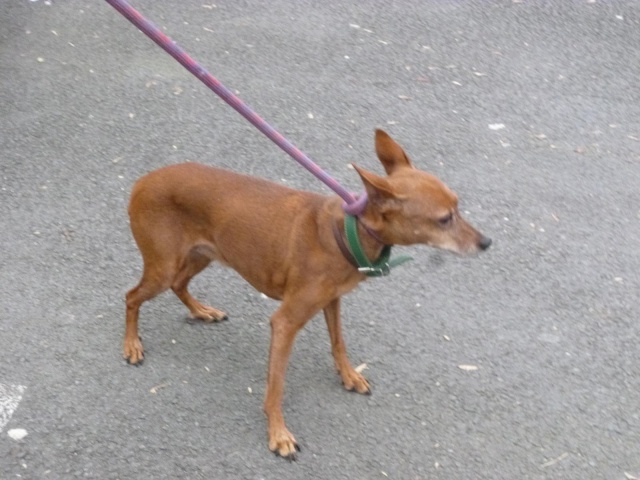 box p 1 sally pinscher nain femelle 12 ans (62)-R-VV-LBC-SC- Sally_16