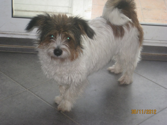 SHIVA X COTON DE TULEAR A L'ADOPTION (77)-R-VV-LBC- Shiva_11