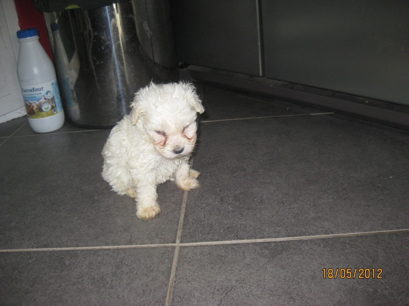 SWEETY ET CHARLY, 1 MOIS ENV . X BICHON EN FA CHEZ ISABELLE ( 77 ) VV LBC Sweety11