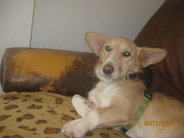 TAMBOR X WELSH CORGI A L'ADOPTION, EN FA CHEZ CAROLE (59) -VV-LBC-F-R-SC  AR - Page 2 Tambor18