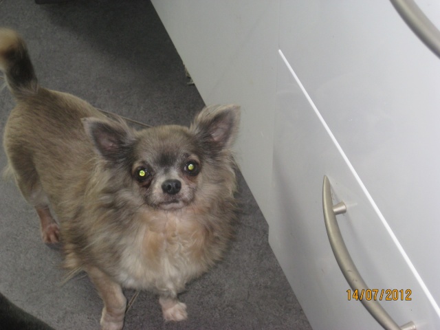 TITANE, CHIHUAHUA DE 7 ANS EN FA CHEZ ISABELLE (77) -R-SC VV  LBC Titane10