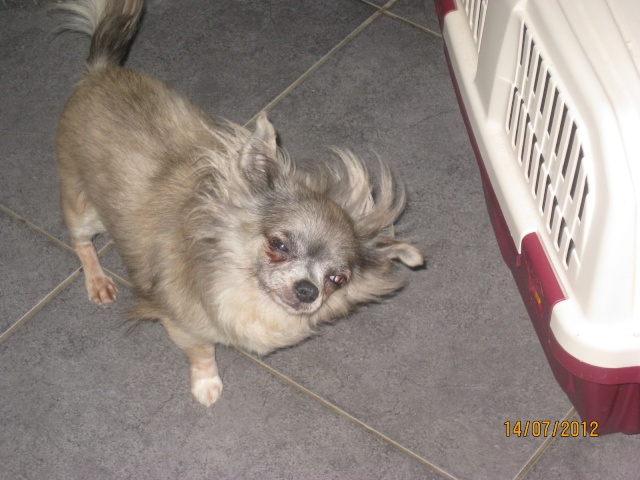 TITANE, CHIHUAHUA DE 7 ANS EN FA CHEZ ISABELLE (77) -R-SC VV  LBC Titane12