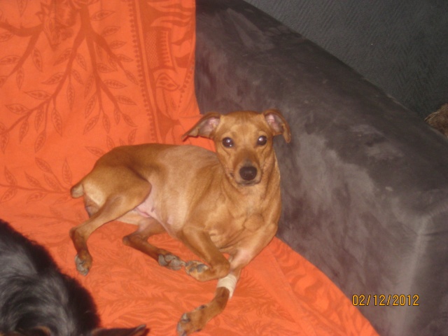 VICKY PINSCHER DE 2 ANS A L'ADOPTION (77)-R-VV-LBC-SC- Vicky_13