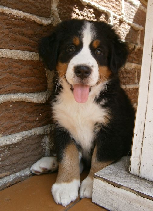 ma chienne ... - Page 4 Hamber11