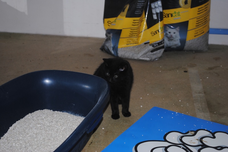 Brioche, chaton noir, né mi-mai 2012 Dsc_0210