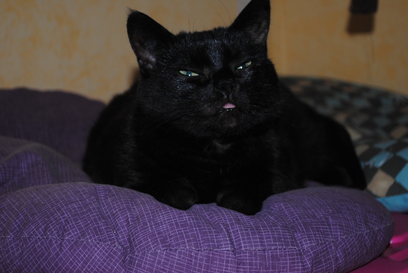 Coquine, chatte de l'année 2000, beauté noire Dsc_0510
