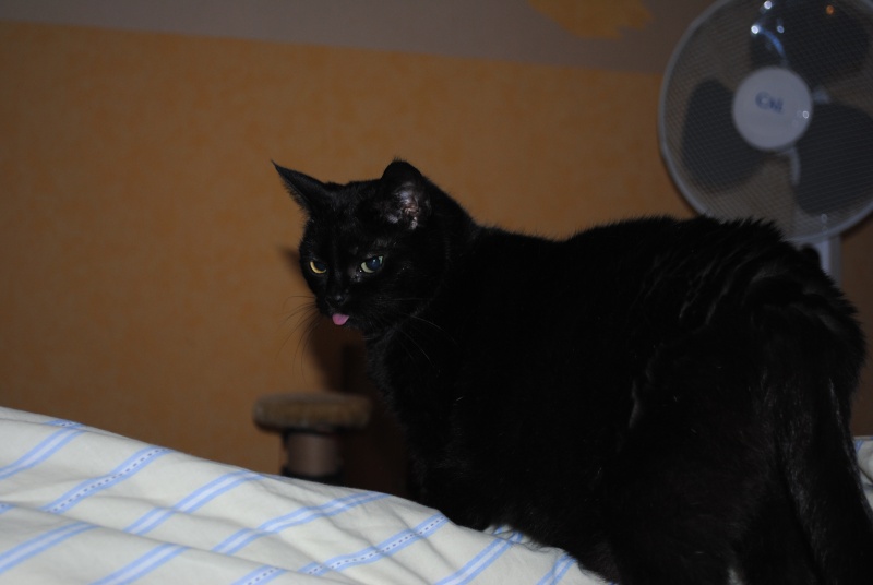 Coquine, chatte de l'année 2000, beauté noire Dsc_1112
