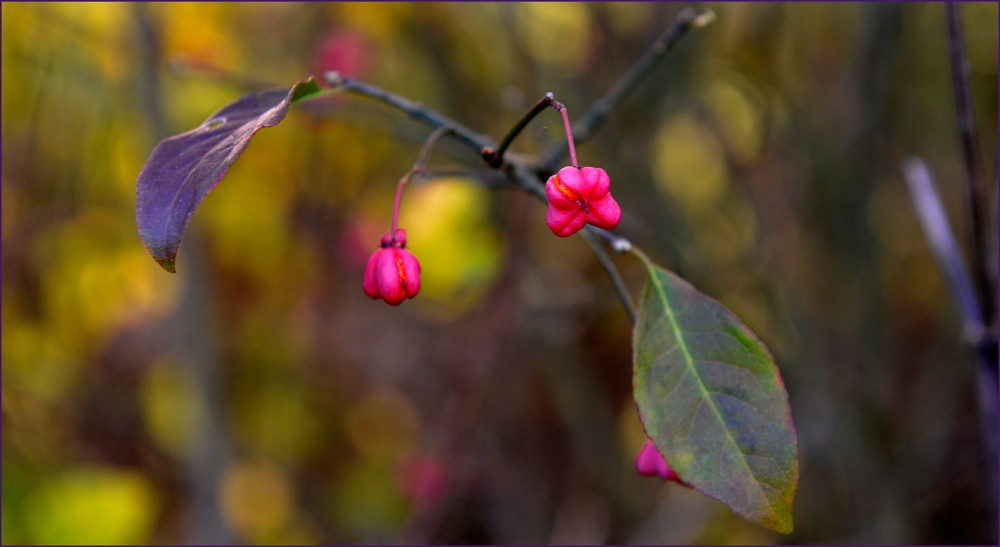 Encore et toujours fleur de fusain _gb80511