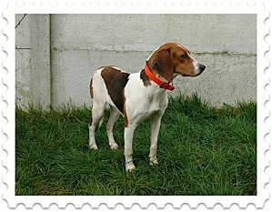 URGENCE : Gallia femelle x beagle 3 ans Gallia12