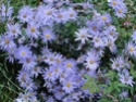 Asters les plus solides Aster_17