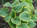 Hostas 2012 Hosta_11