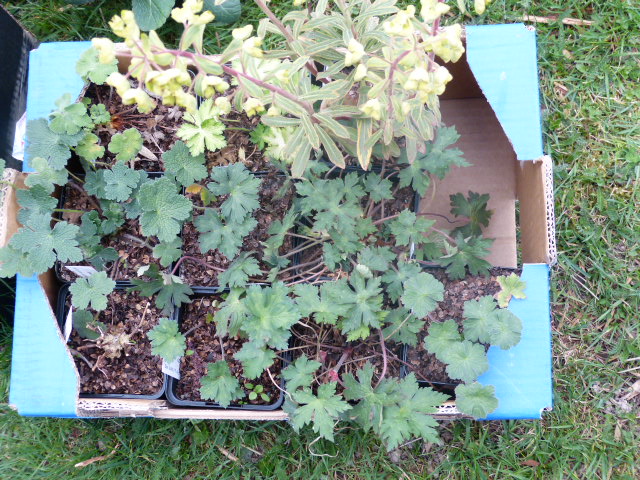 fete des plantes à Saint Jean de Beauregard - Page 3 Achats10