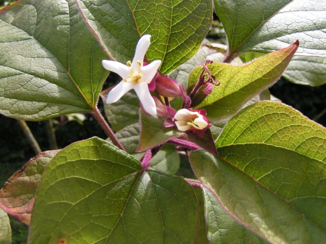 Clerodendron trichotomum 'Fargesii' Clerod11