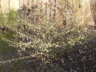 Corylopsis pauciflora Coleop10