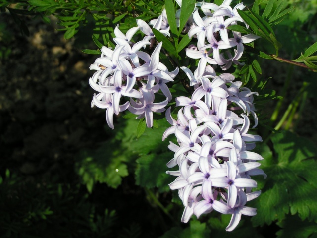 Lilas , Syringa Fleur_12