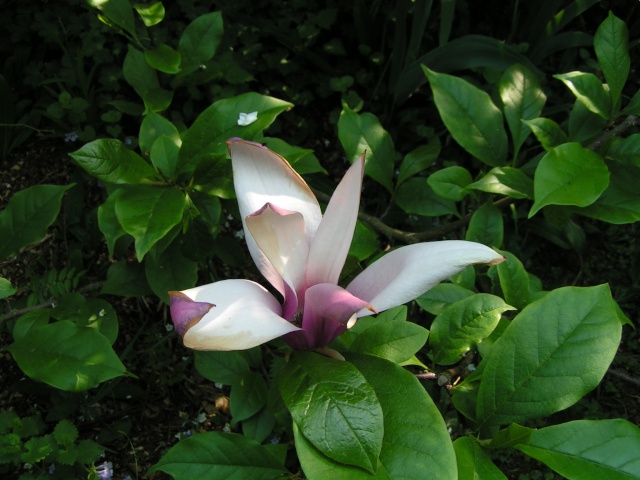 Magnolias Fleur_13
