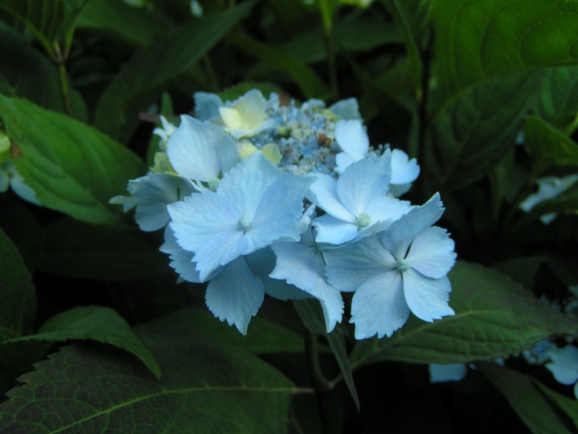 Hydrangea Hortensia des jardins - Page 5 Hydran16