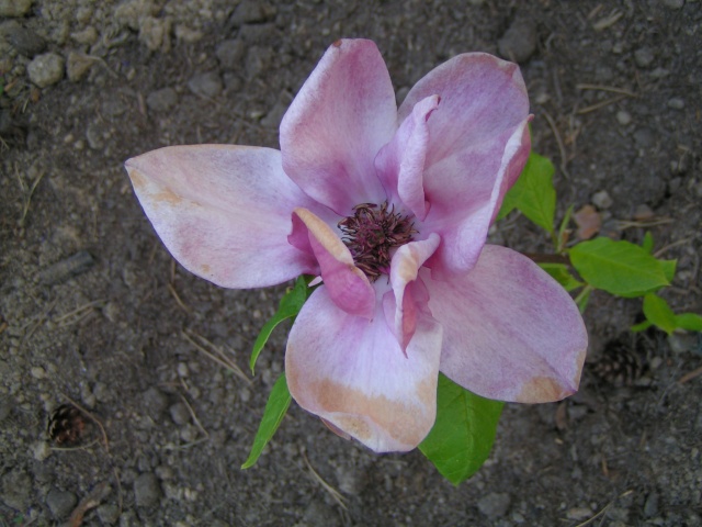 magnolia GENIE Magnol12