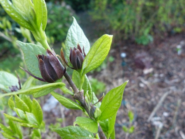 Sinocalycanthus P1000818