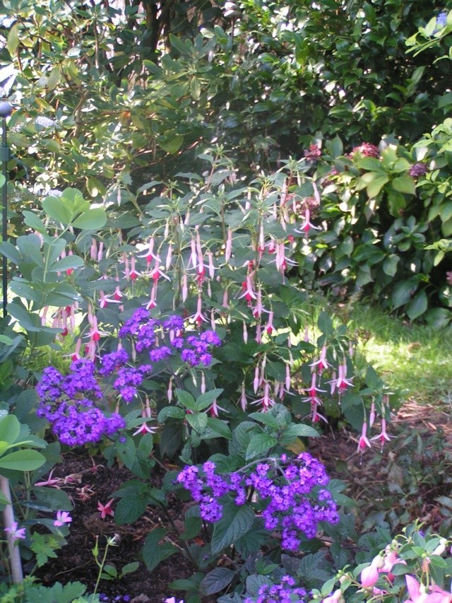 Le jardin au fil des jours Pict0725