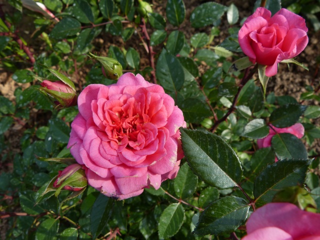 Roses de nos jardins Rosier12