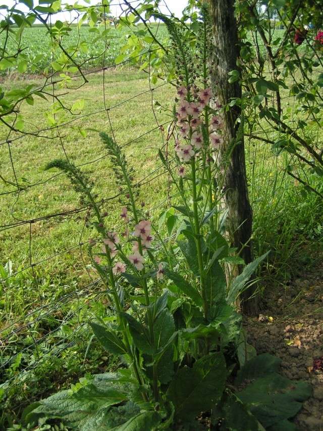 Un Verbascum? Verbas10