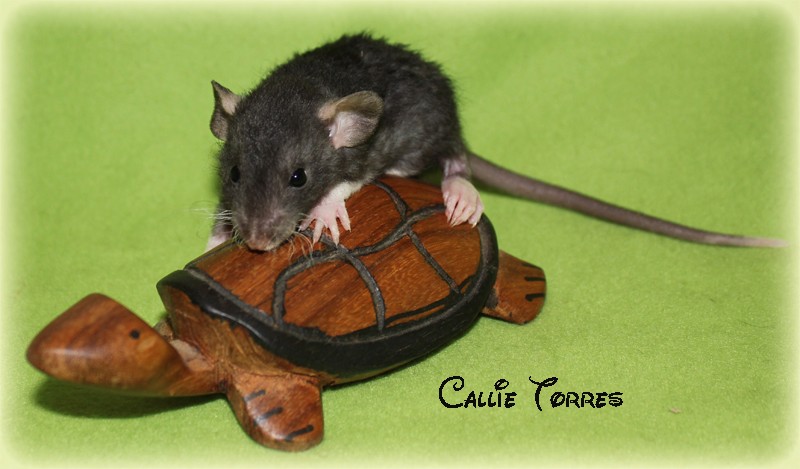 Des beaux gros ratons a l'adoption  Callie24