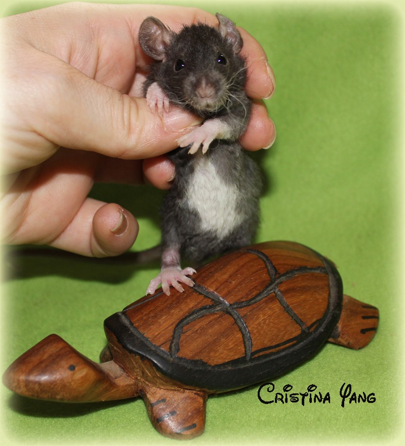 Des beaux gros ratons a l'adoption  Christ18