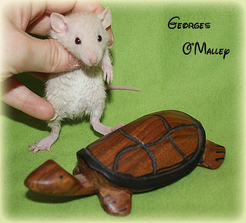 Des beaux gros ratons a l'adoption  George21