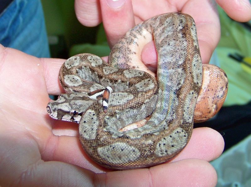 Boa constrictor imperator du Nicaragua 000e0213