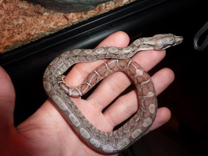 Boa constrictor imperator du Nicaragua 22397310