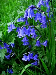 The Bluebell Bluebe13