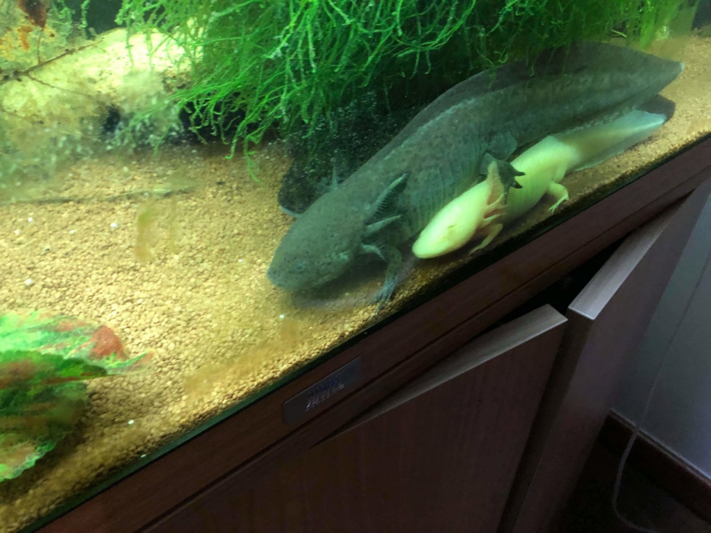 Population dans un 60 litres? (54L bruts) Receiv12