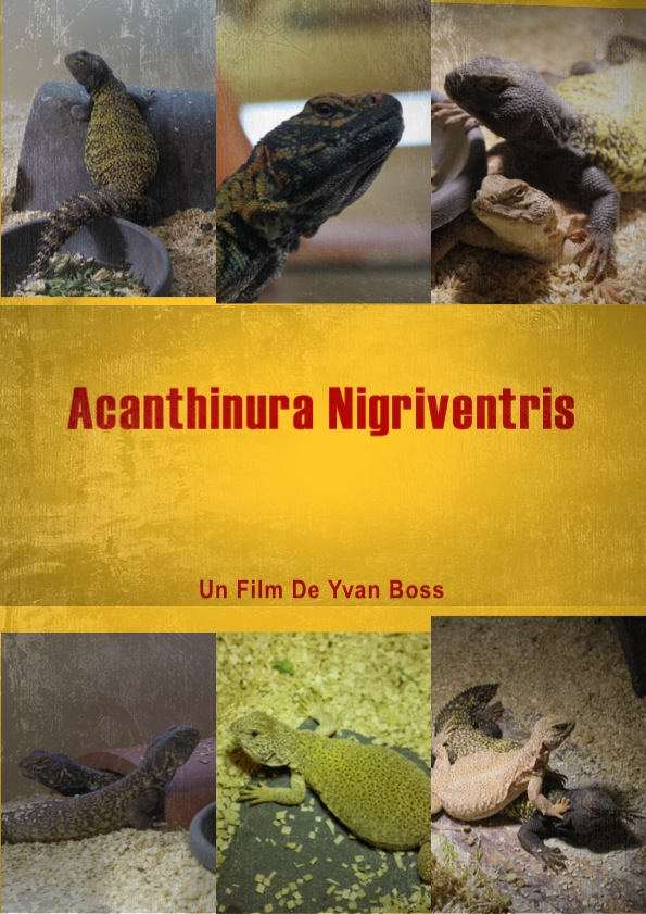 Acanthinura nigriventris le film Photo115